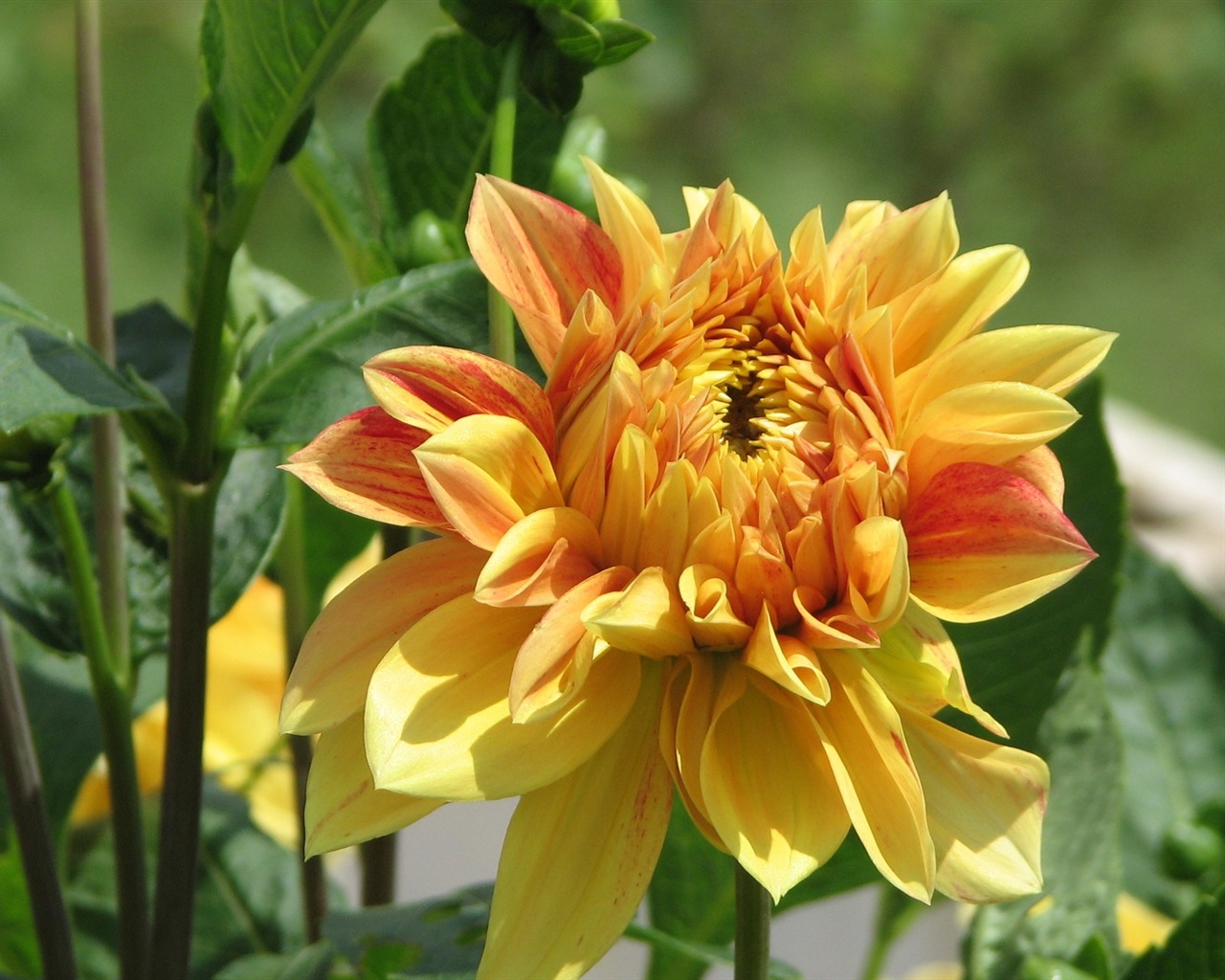 Dahlia 大麗花 高清壁紙(一) #5 - 1280x1024