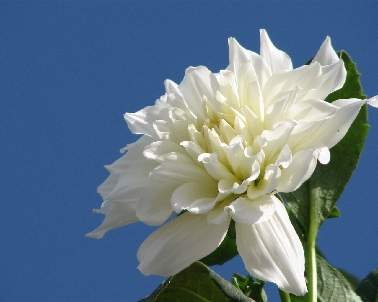 Dahlia květiny HD tapetu (1) #8 - 1280x1024