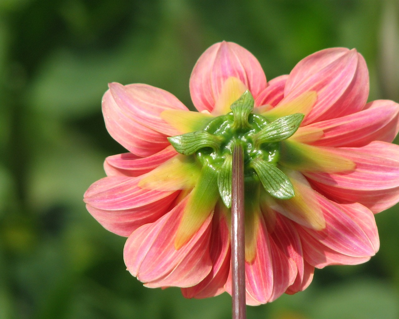 Dahlia květiny HD tapetu (1) #9 - 1280x1024