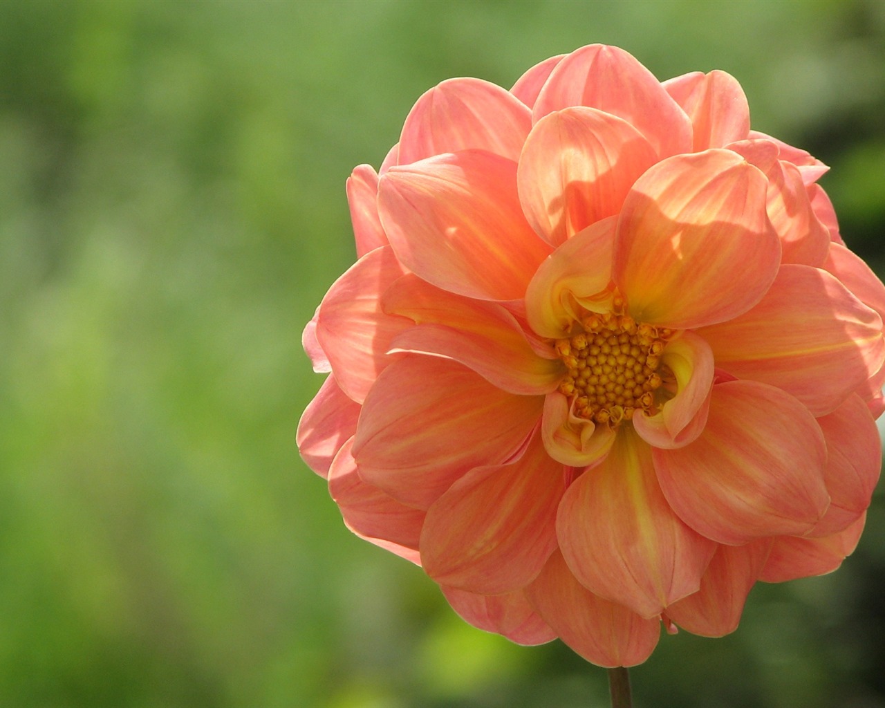 Dahlia květiny HD tapetu (1) #12 - 1280x1024
