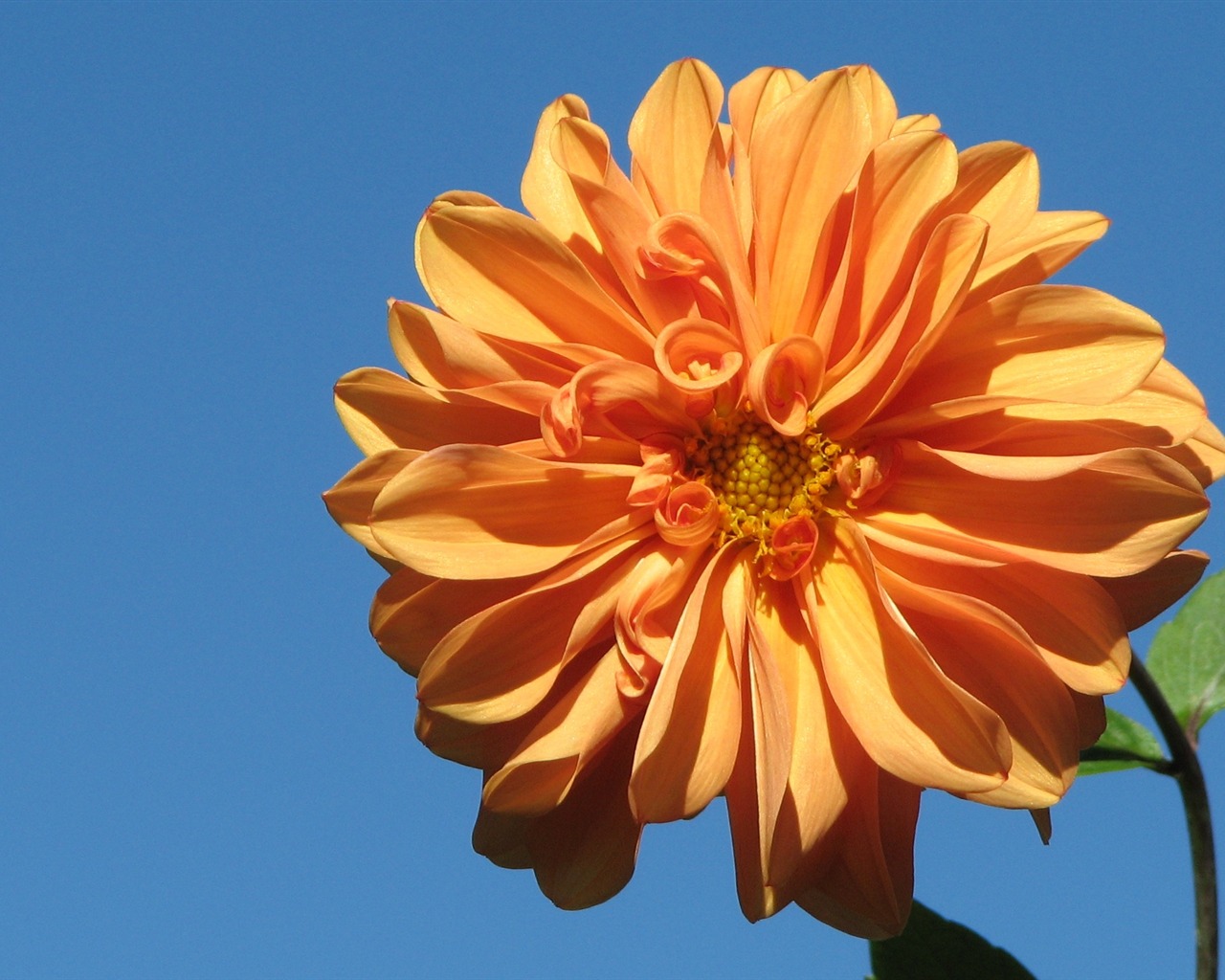 Dahlia květiny HD tapetu (1) #13 - 1280x1024