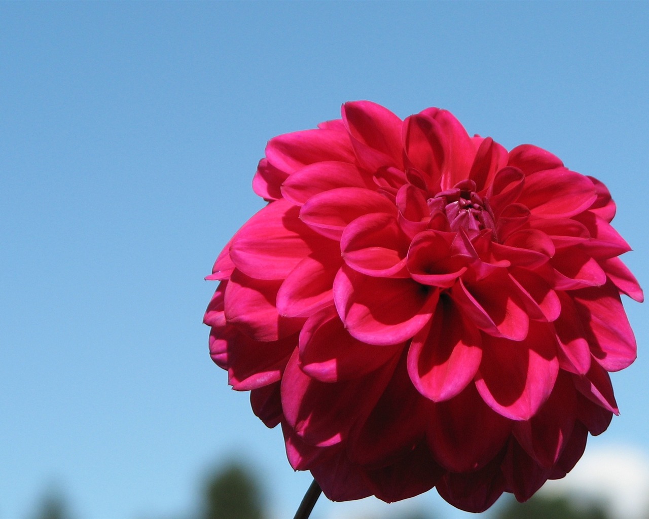 Dahlia květiny HD tapetu (1) #14 - 1280x1024