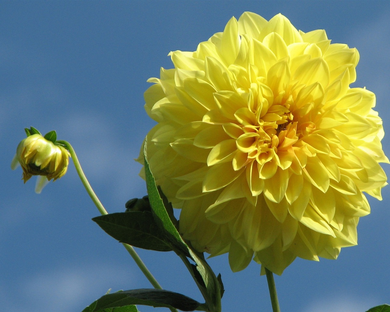 Dahlia květiny HD tapetu (1) #15 - 1280x1024