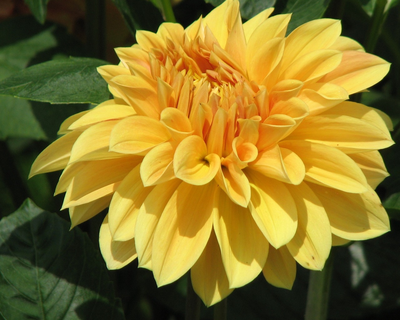 Dahlia květiny HD tapetu (1) #16 - 1280x1024