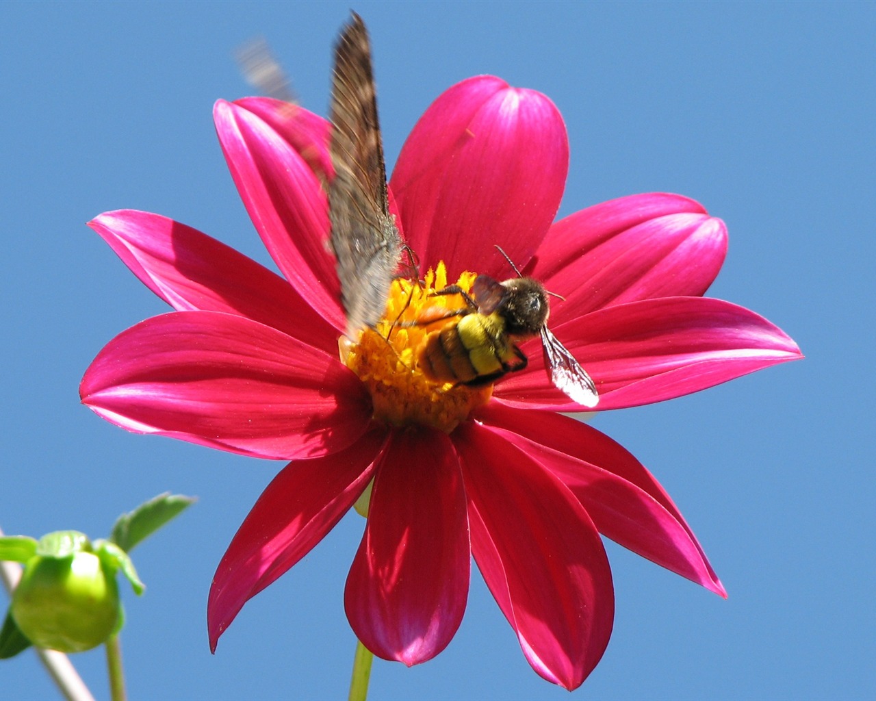 Dahlia květiny HD tapetu (2) #1 - 1280x1024