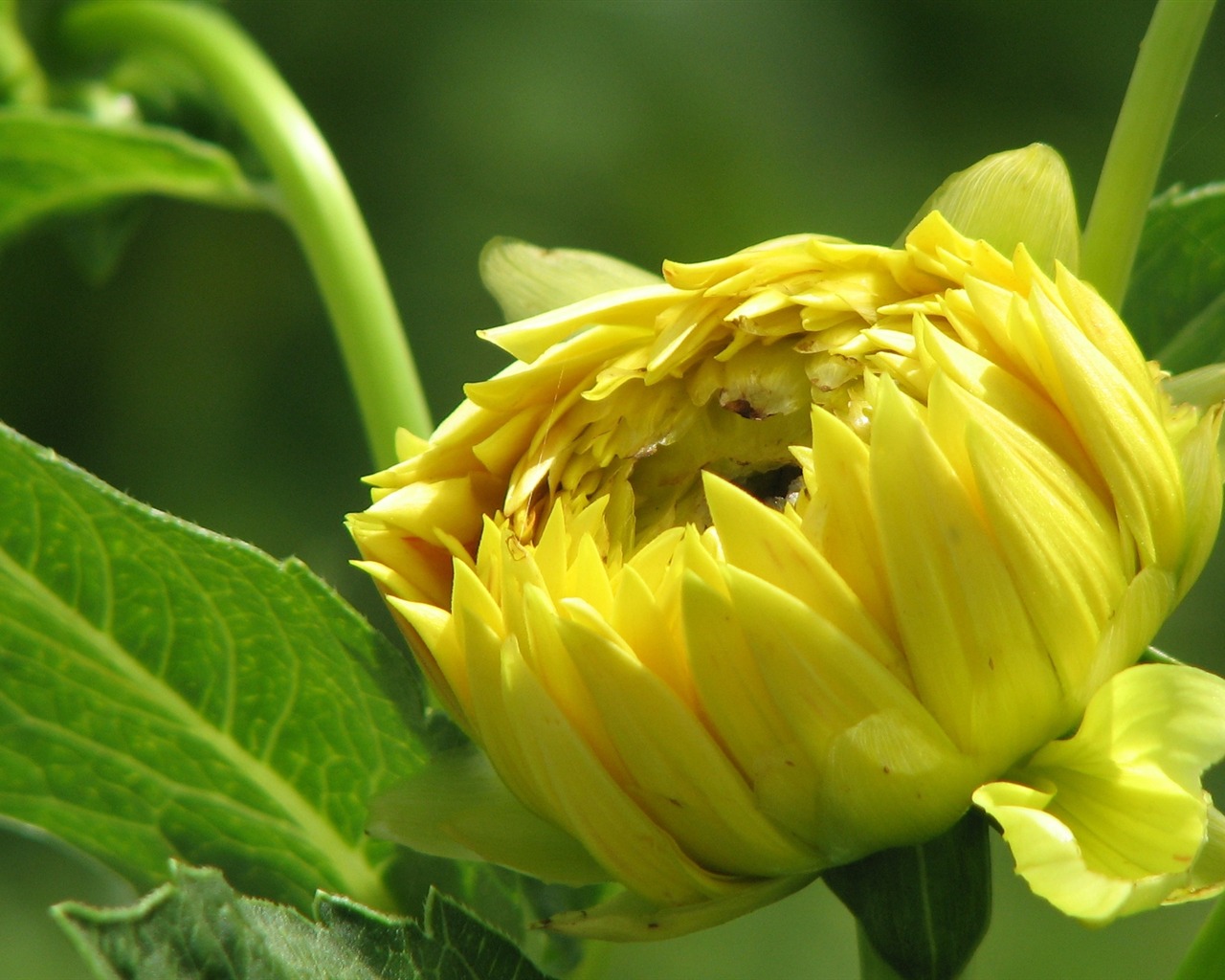 Dahlia květiny HD tapetu (2) #2 - 1280x1024