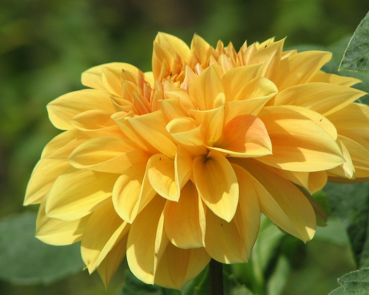 Dahlia flowers HD wallpaper (2) #4 - 1280x1024