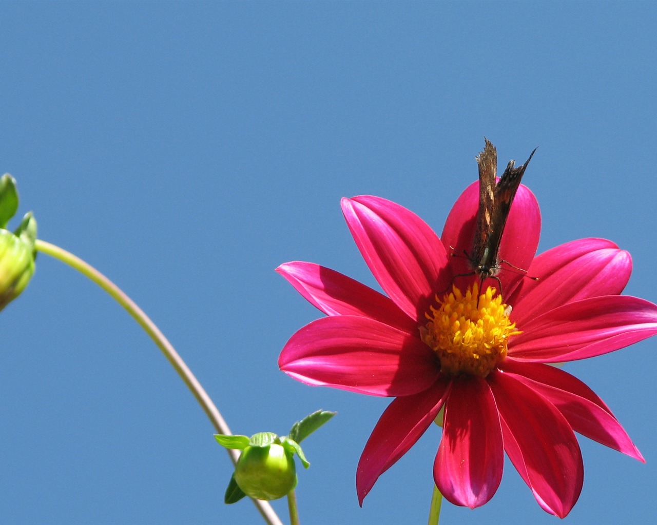 Dahlia fleurs wallpaper HD (2) #5 - 1280x1024