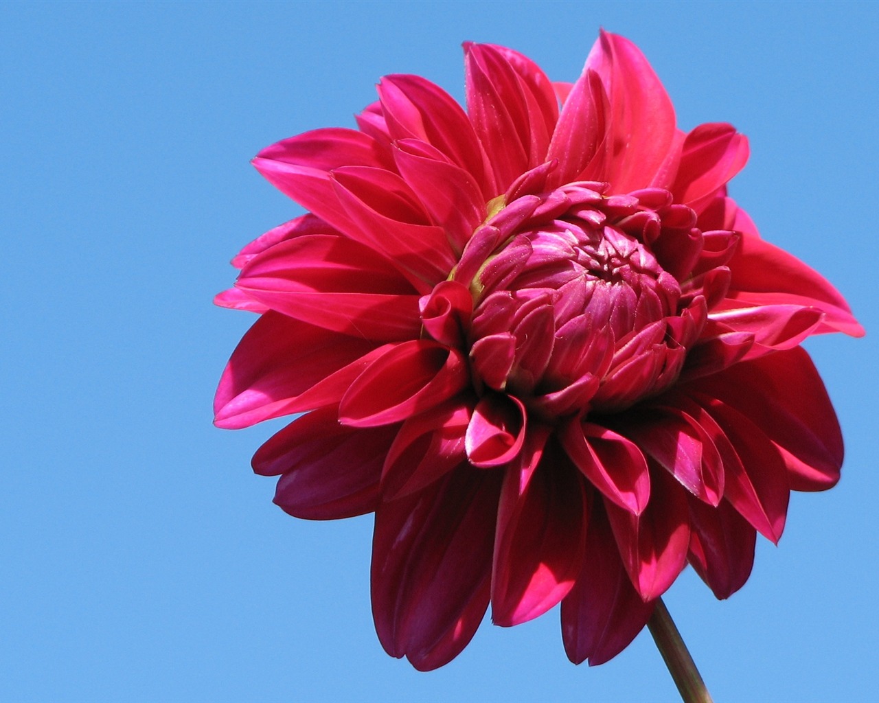 Dahlia flowers HD wallpaper (2) #6 - 1280x1024