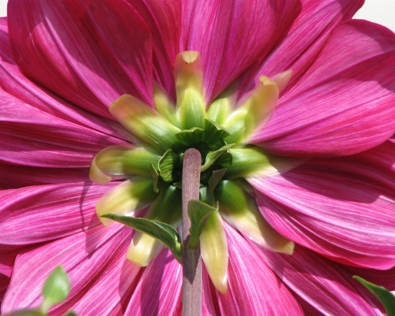 Dahlia květiny HD tapetu (2) #7 - 1280x1024