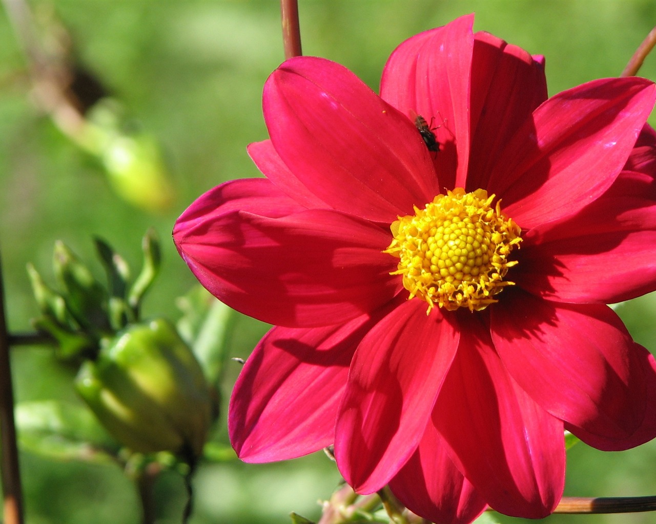 Dahlia flowers HD wallpaper (2) #8 - 1280x1024