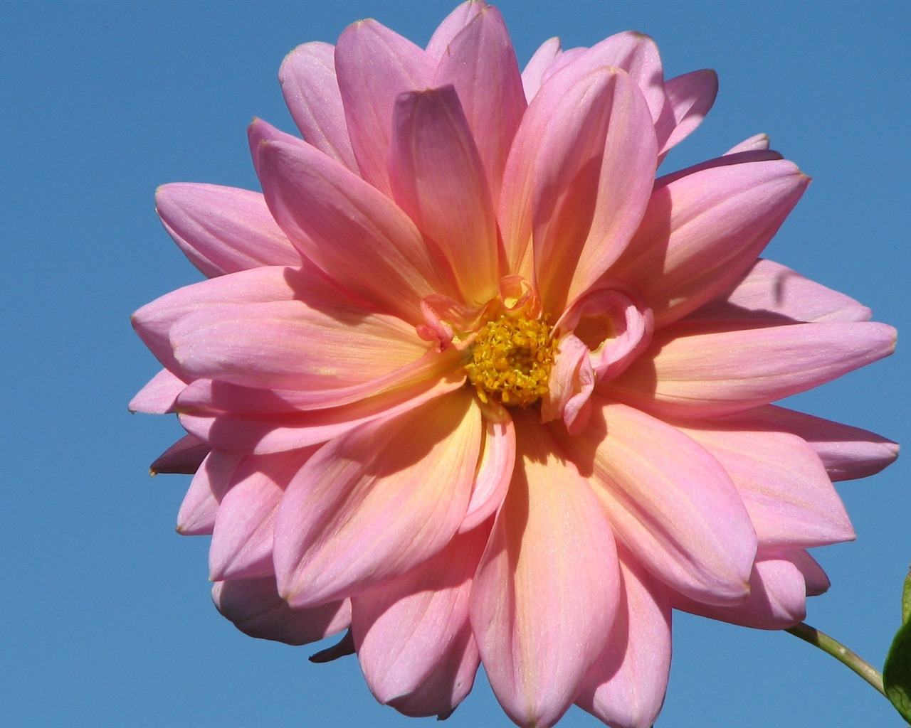 Dahlia 大麗花 高清壁紙(二) #9 - 1280x1024
