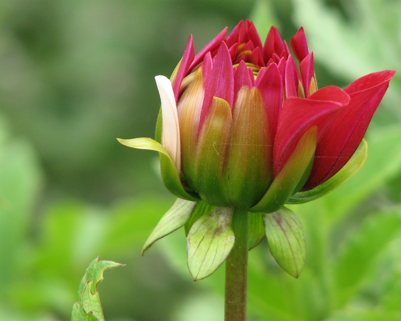 Dahlia květiny HD tapetu (2) #10 - 1280x1024