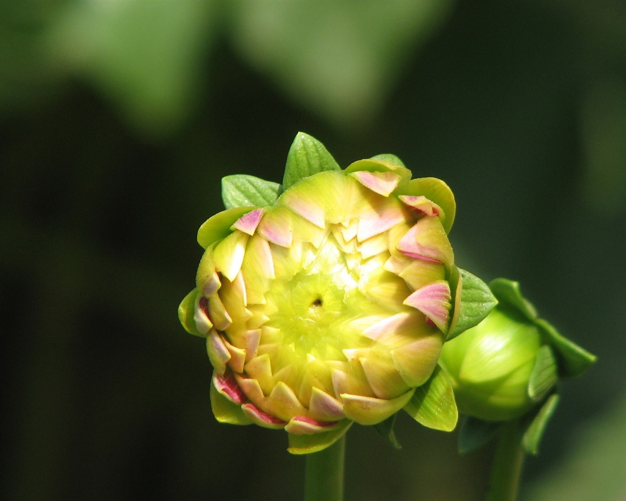 Dahlia flowers HD wallpaper (2) #13 - 1280x1024