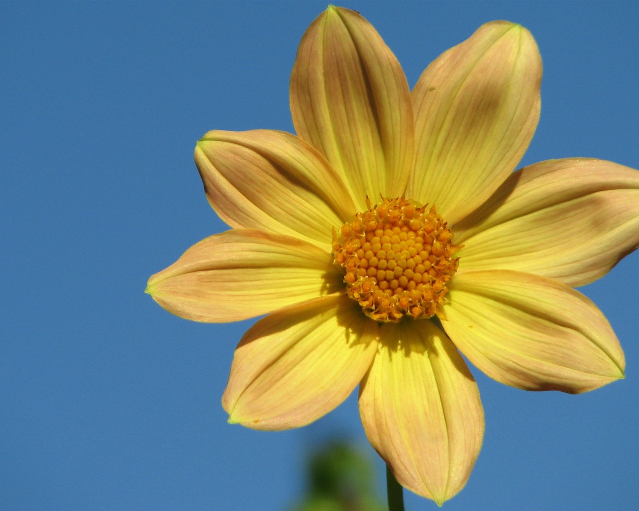 Dahlia květiny HD tapetu (2) #15 - 1280x1024