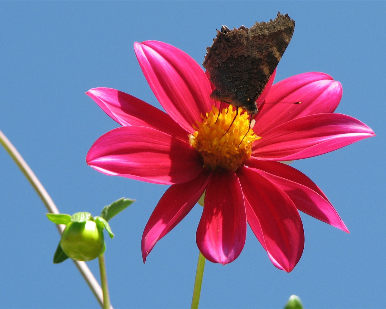 Dahlia flowers HD wallpaper (2) #16 - 1280x1024