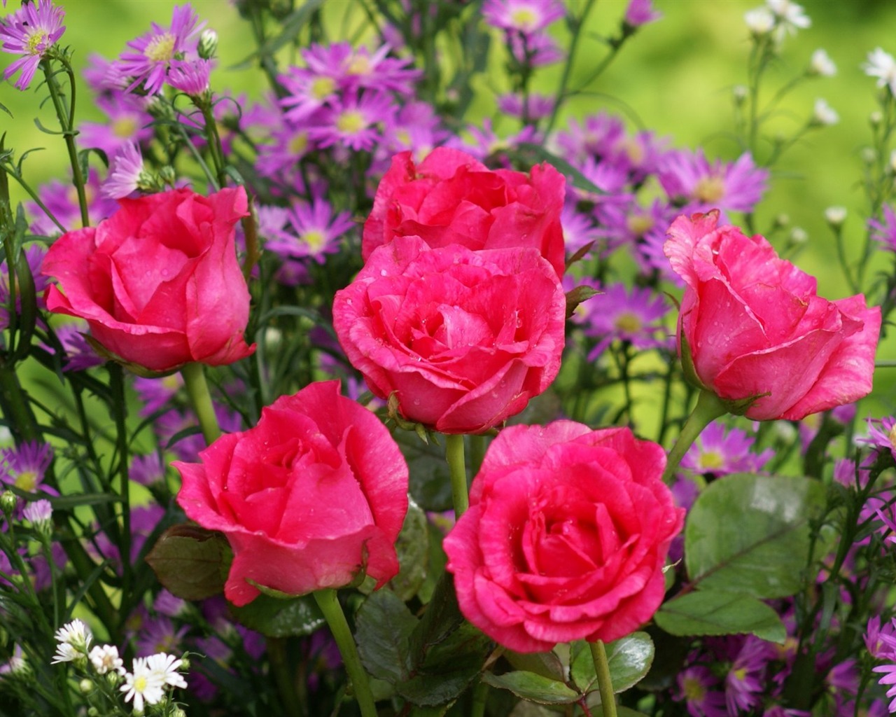 Rose Foto tapety (6) #1 - 1280x1024