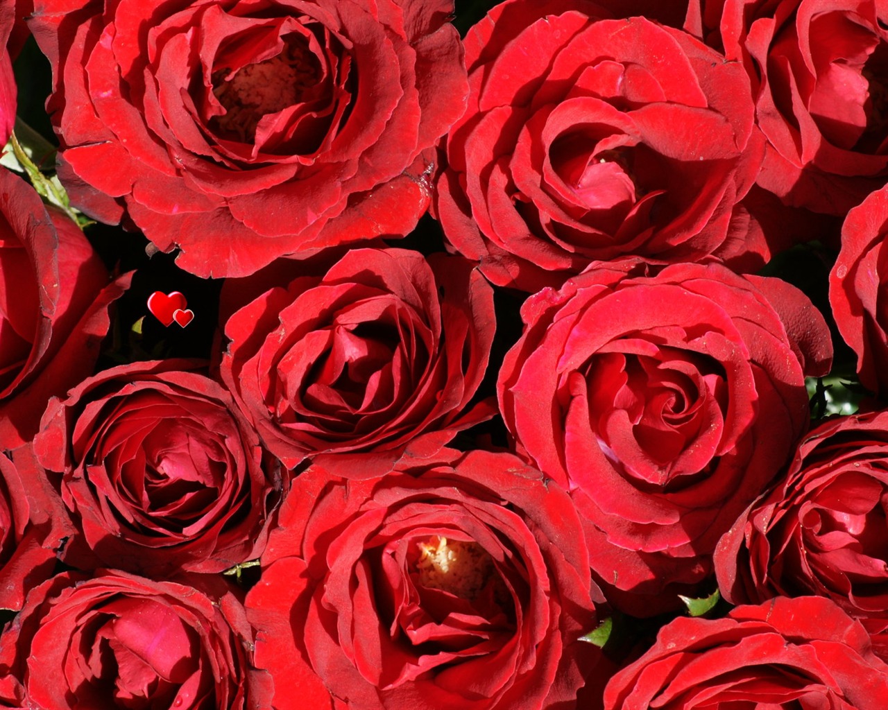 Rose Foto tapety (6) #3 - 1280x1024
