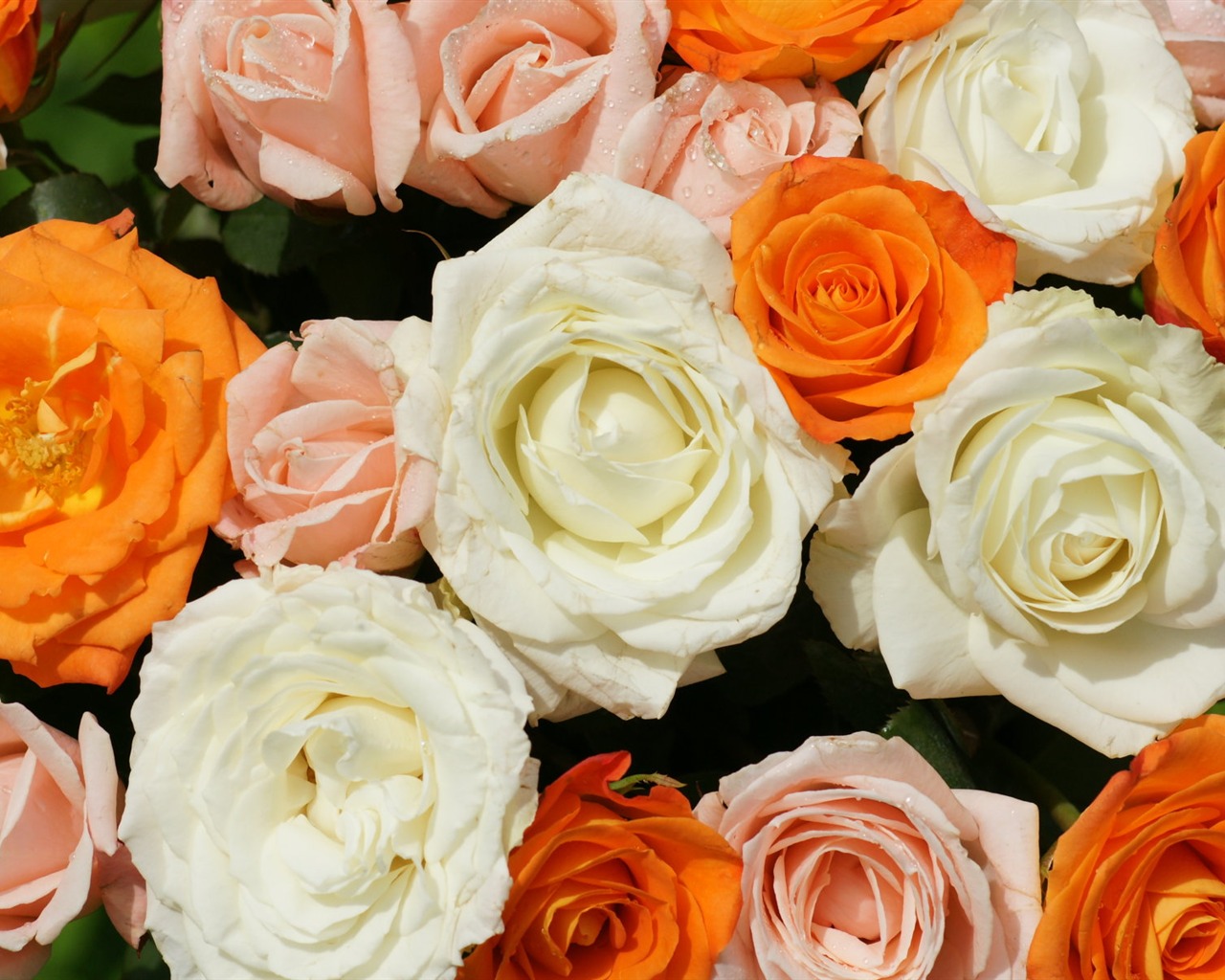 Rose Foto tapety (6) #4 - 1280x1024