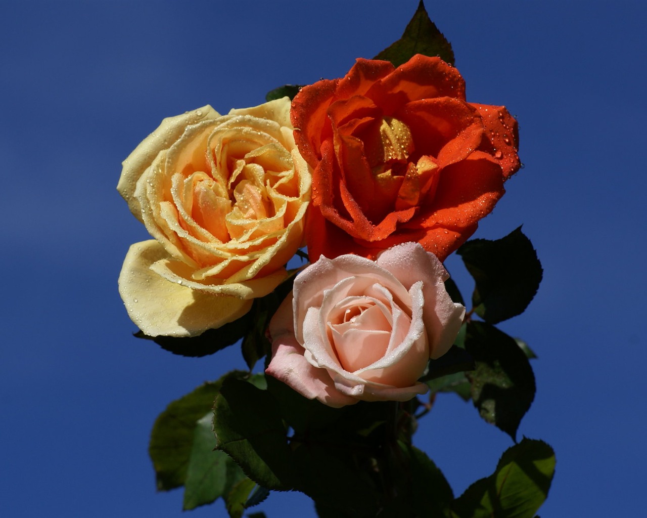 Rose Foto tapety (6) #7 - 1280x1024