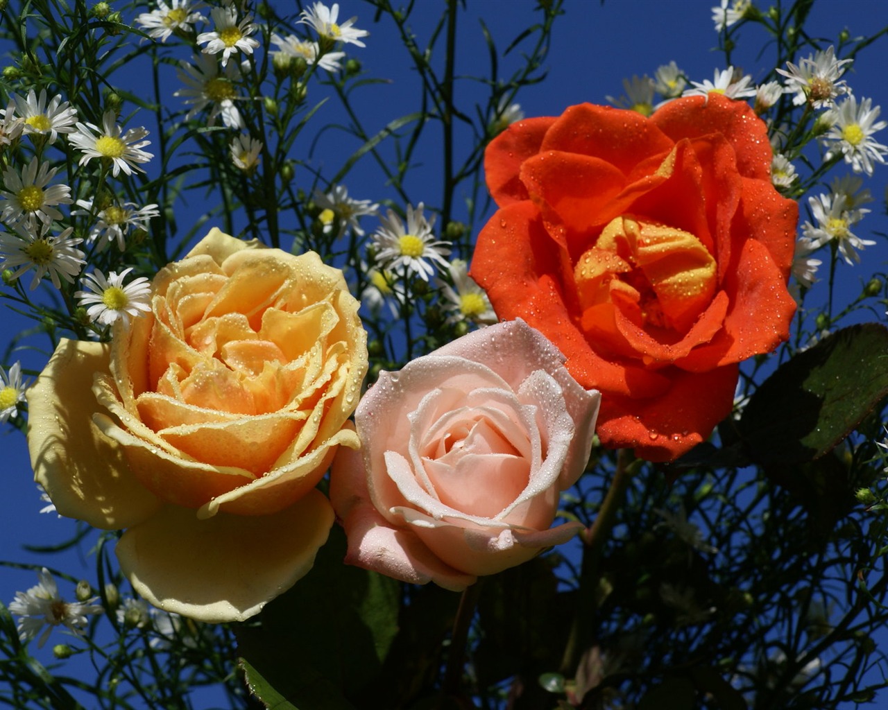 Rose Foto tapety (6) #8 - 1280x1024
