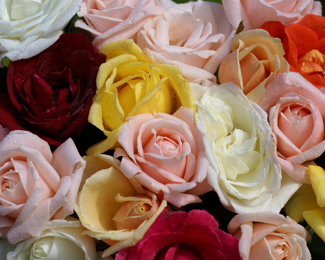 Rose Foto tapety (6) #9 - 1280x1024