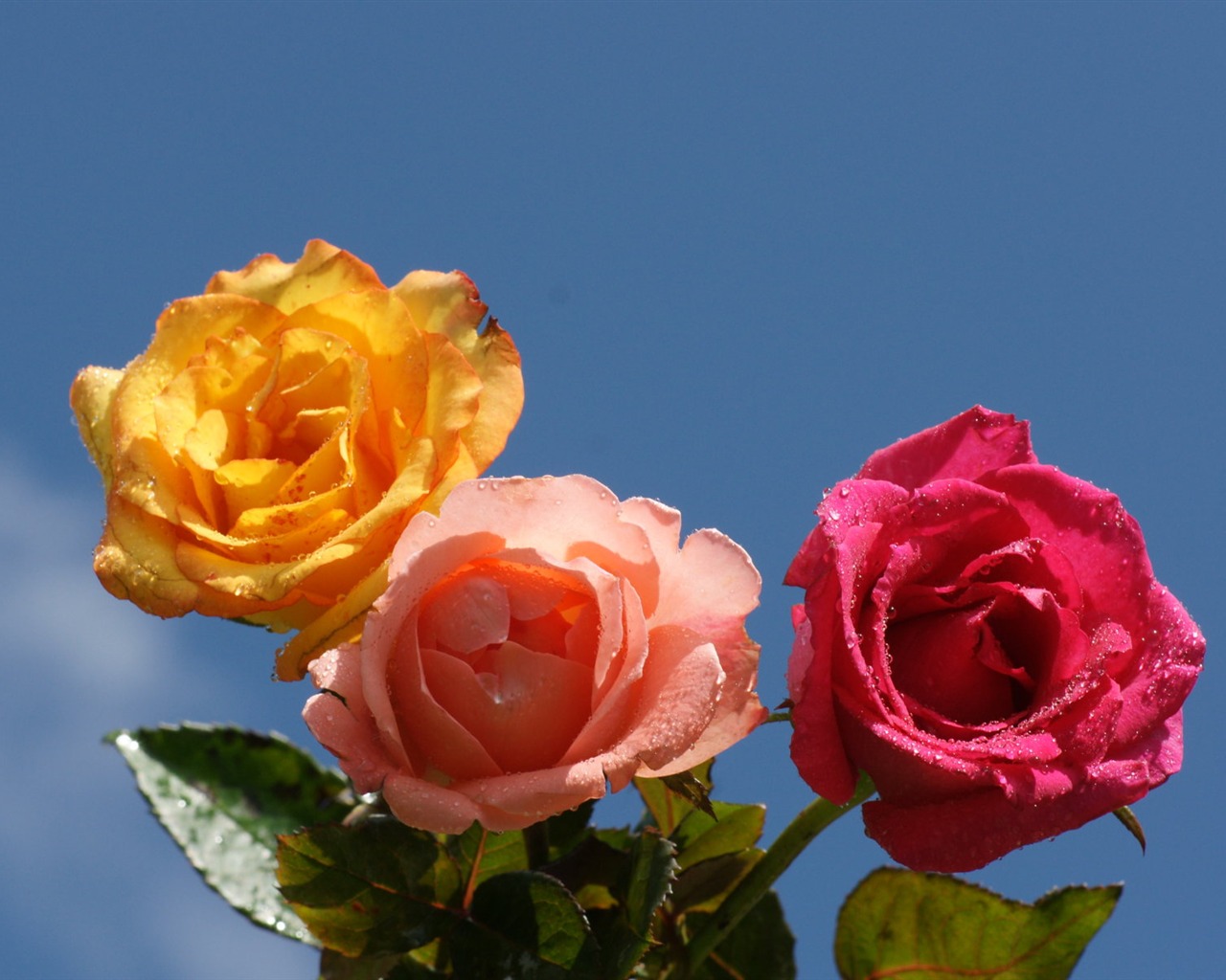 Rose Photo Wallpaper (6) #10 - 1280x1024