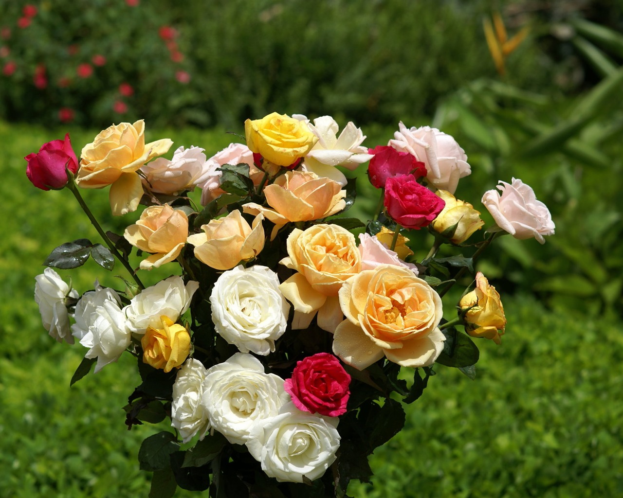Rose Foto tapety (6) #12 - 1280x1024