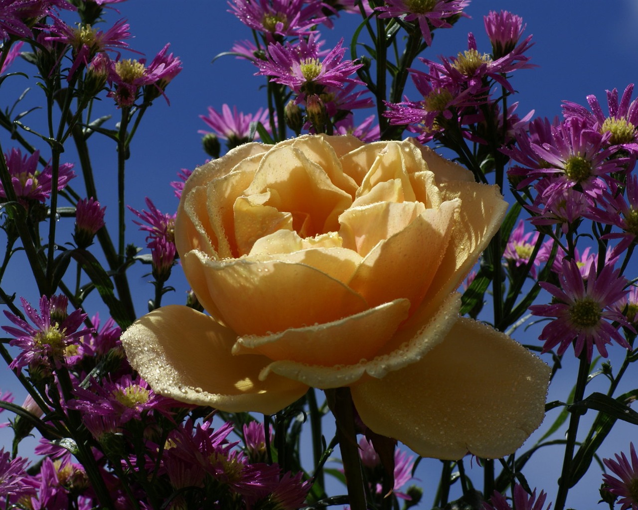 Rose Foto tapety (6) #15 - 1280x1024