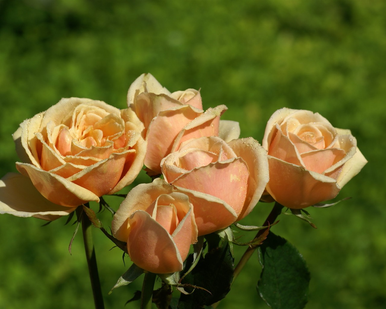 Rose Foto tapety (6) #16 - 1280x1024