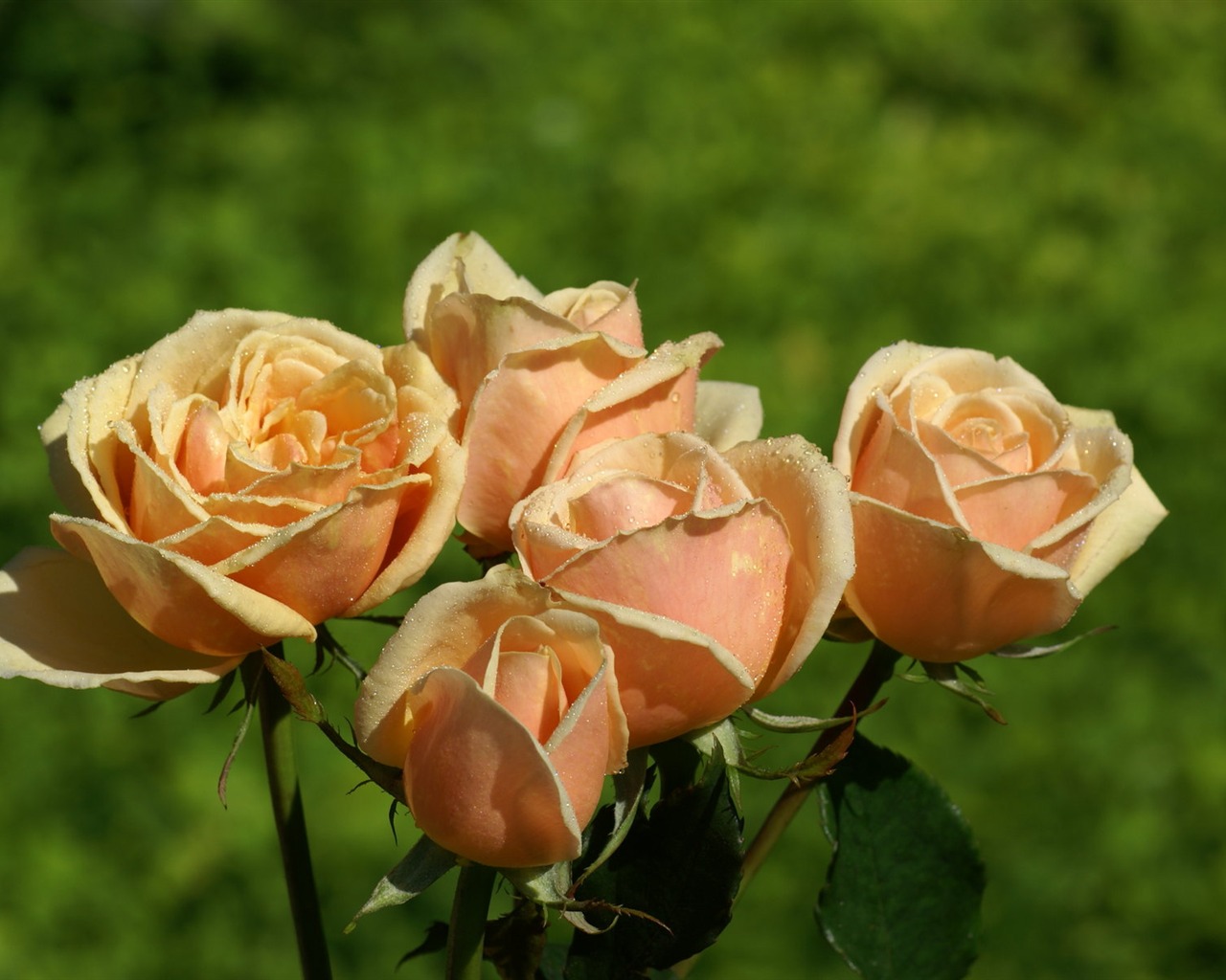 Rose Photo Wallpaper (6) #16 - 1280x1024