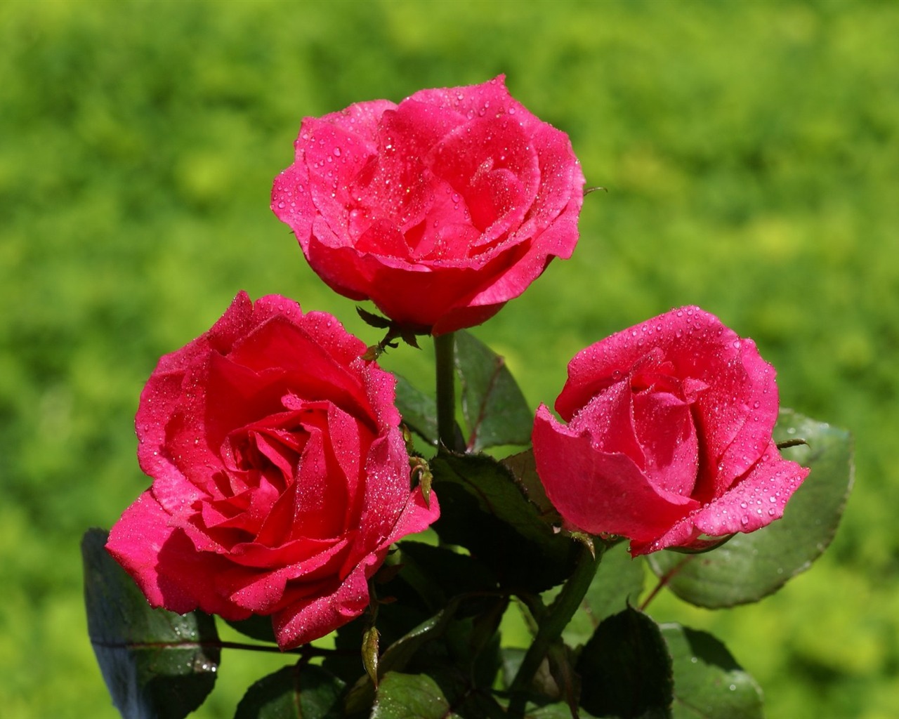 Rose Foto tapety (6) #17 - 1280x1024