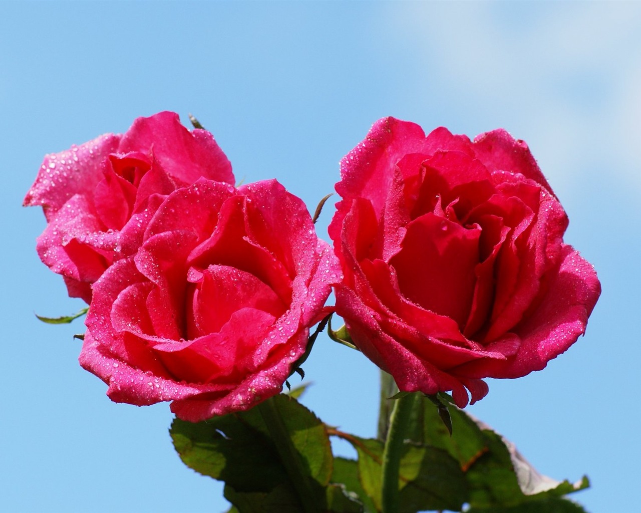 Rose Foto tapety (6) #18 - 1280x1024