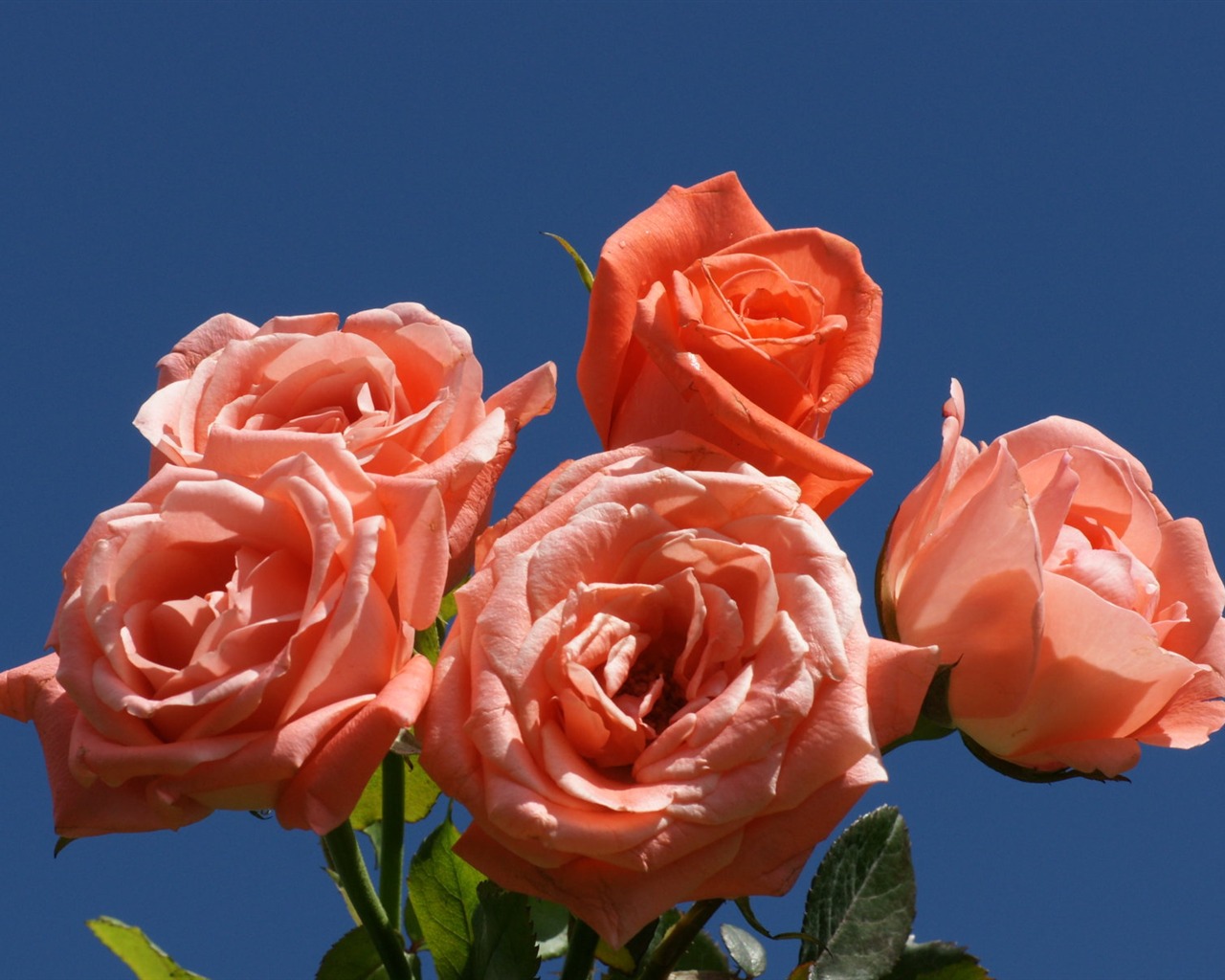 Rose Foto tapety (7) #3 - 1280x1024