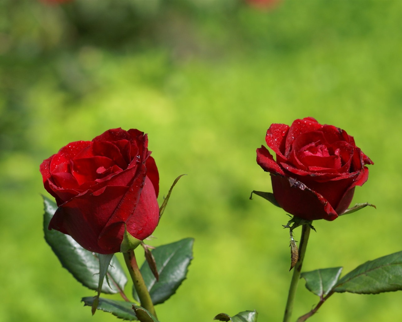 Rose Foto tapety (7) #5 - 1280x1024