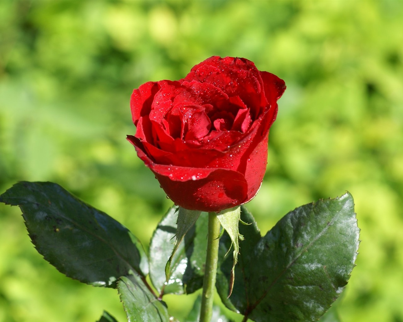 Rose Foto tapety (7) #6 - 1280x1024