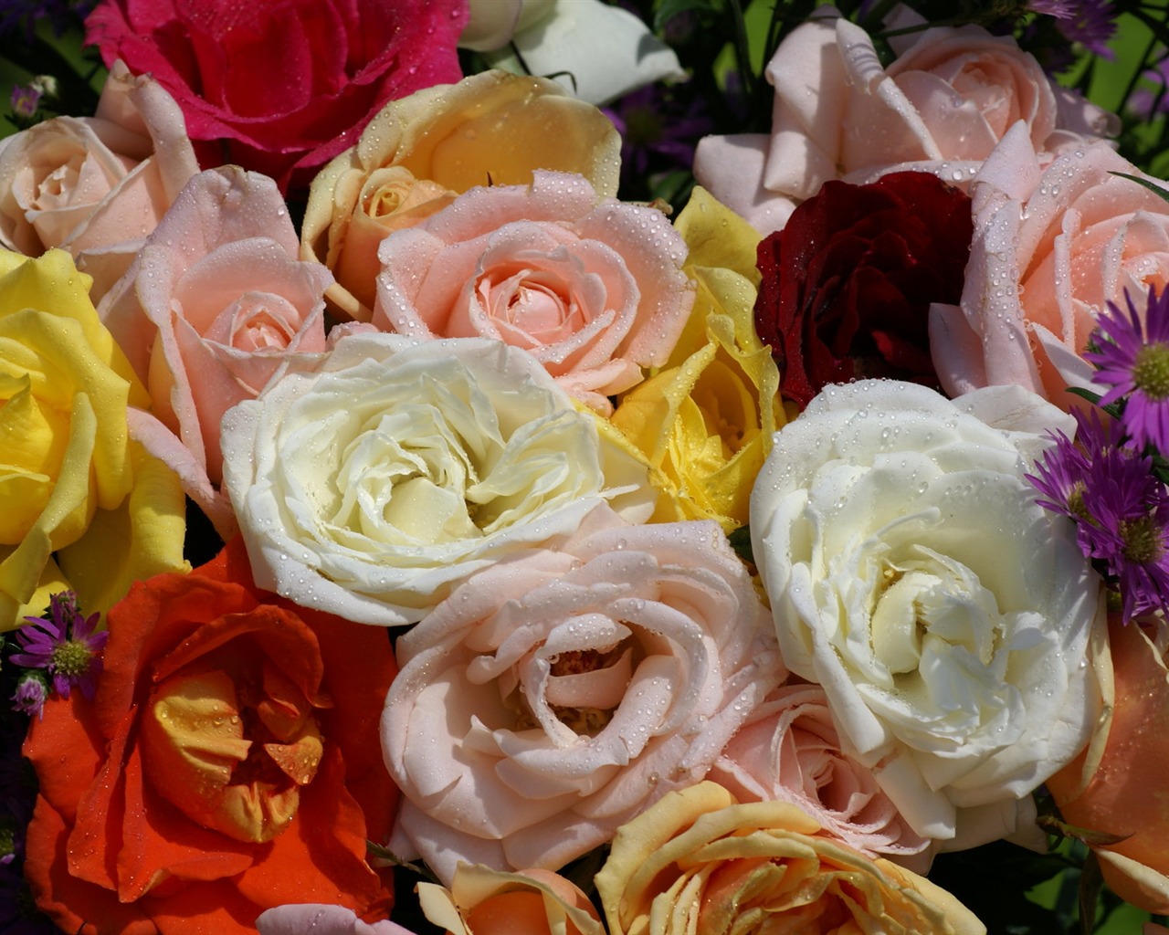 Rose Foto tapety (7) #9 - 1280x1024