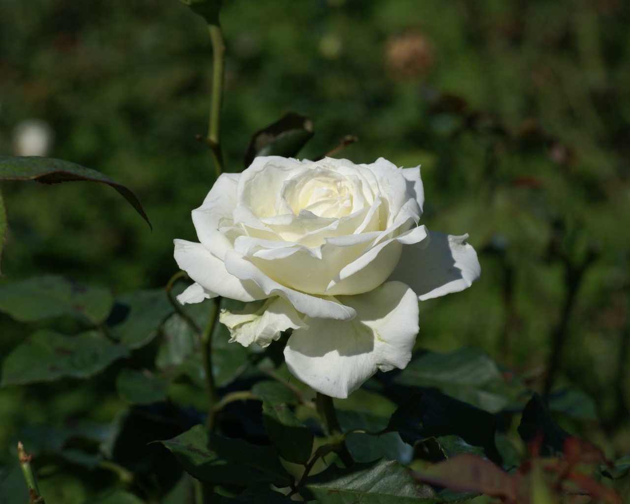 Rose Foto tapety (7) #14 - 1280x1024