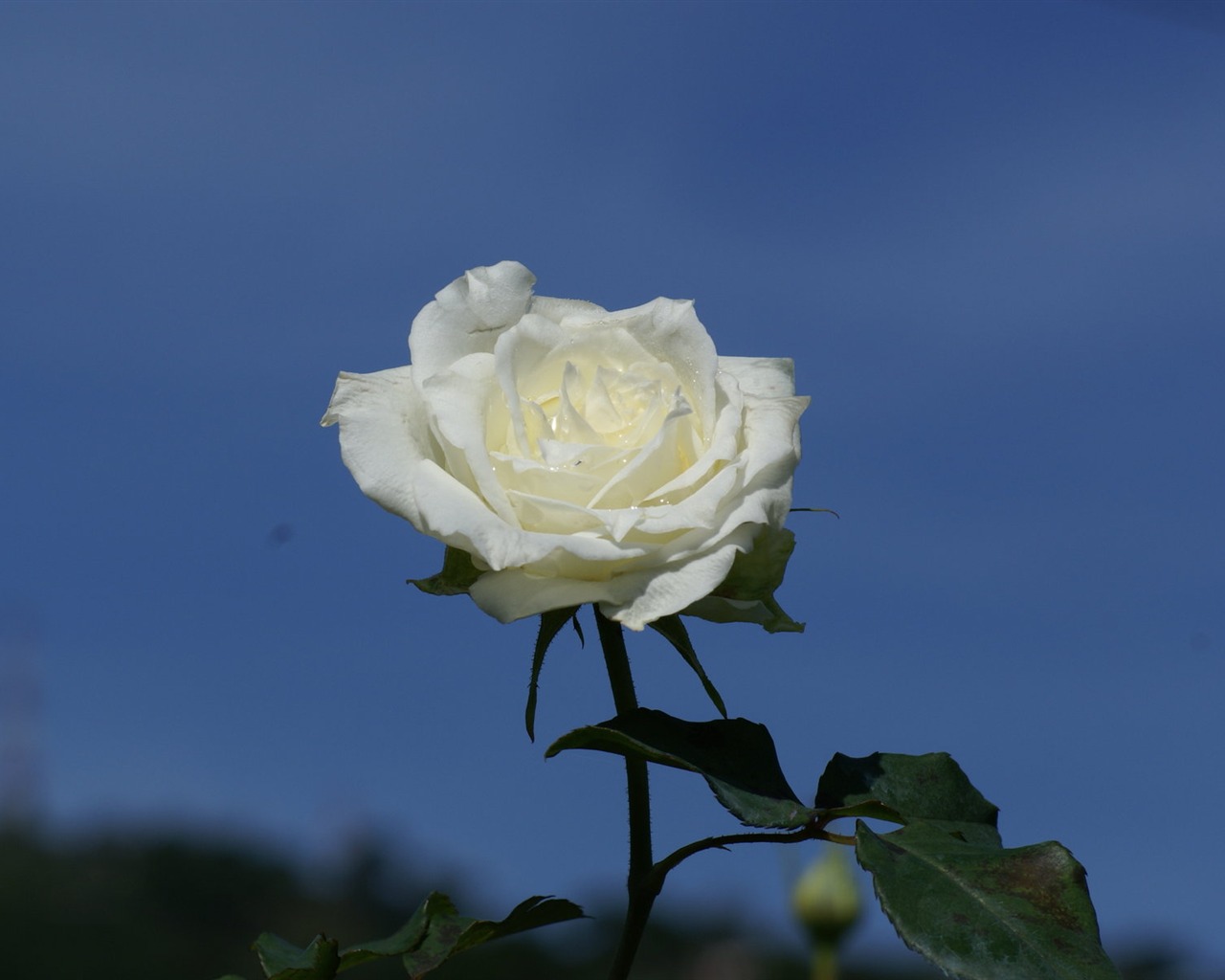 Rose Foto tapety (7) #16 - 1280x1024
