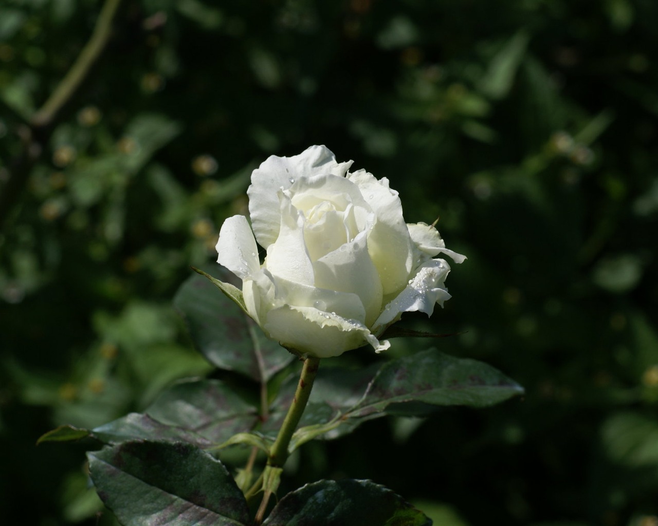 Rose Foto tapety (7) #17 - 1280x1024