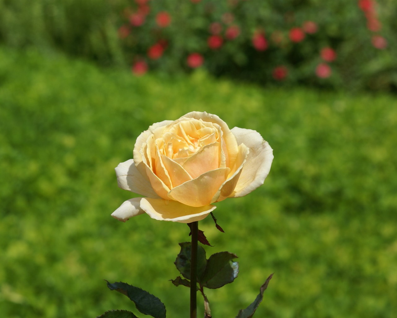 Rose Foto tapety (7) #18 - 1280x1024