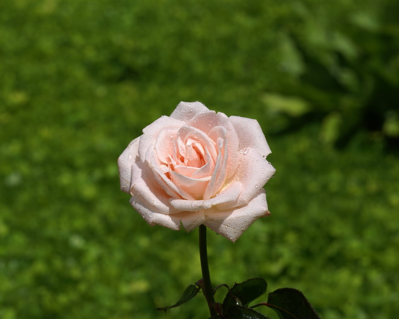 Rose Photo Wallpaper (7) #19 - 1280x1024