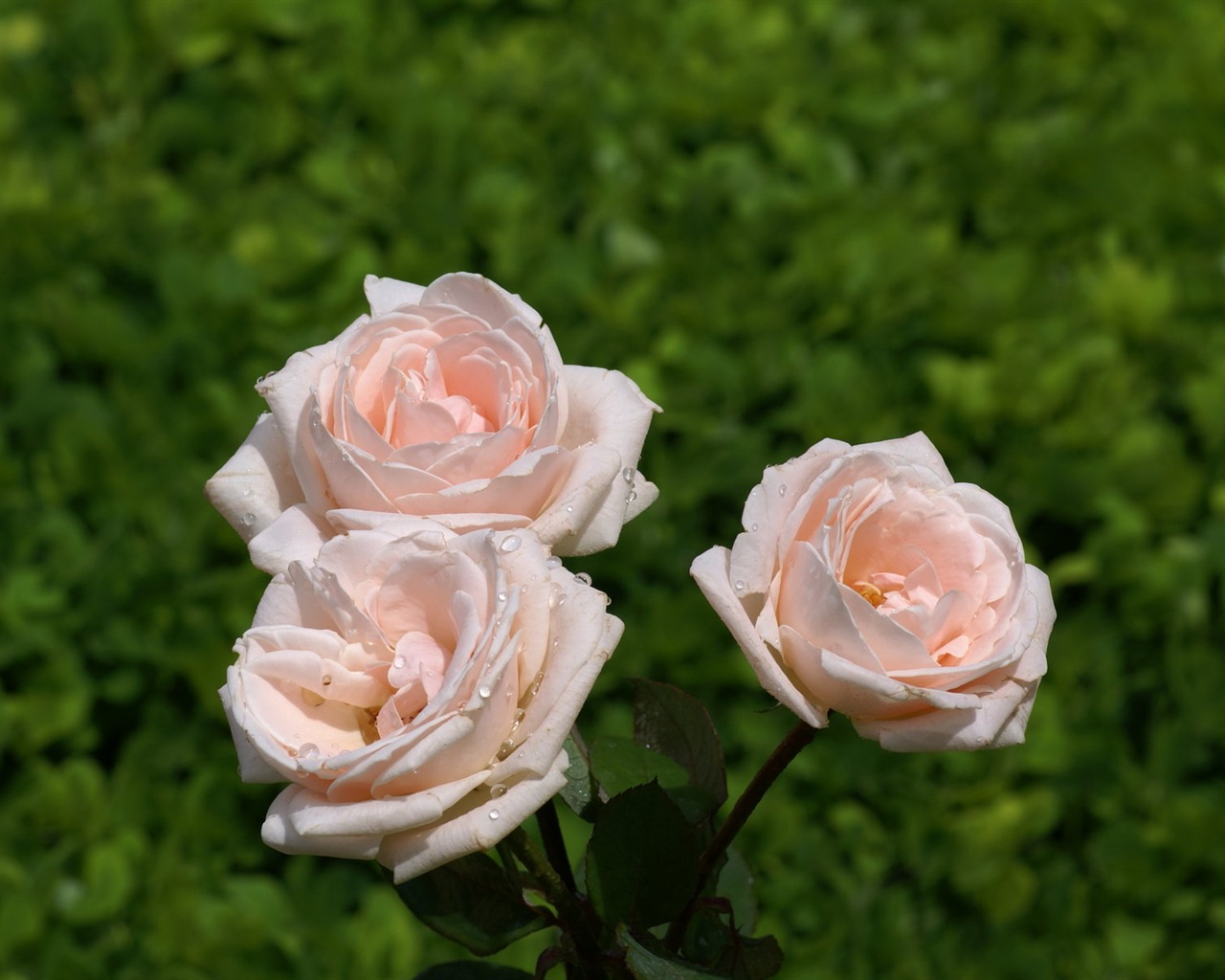 Rose Foto tapety (7) #20 - 1280x1024