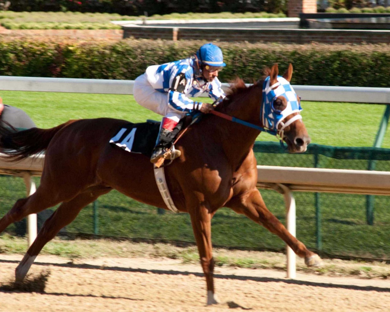 Secretariat HD wallpaper (1) #6 - 1280x1024