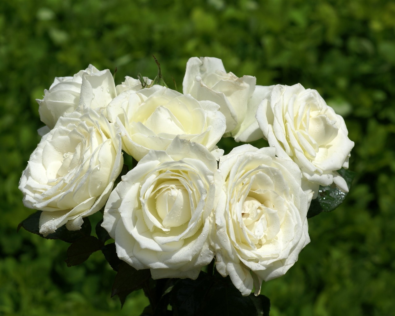 Rose Foto tapety (8) #4 - 1280x1024