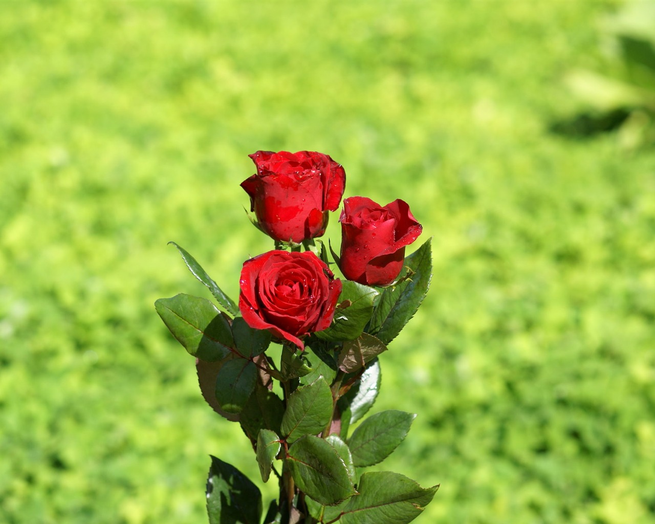 Rose Foto tapety (8) #6 - 1280x1024