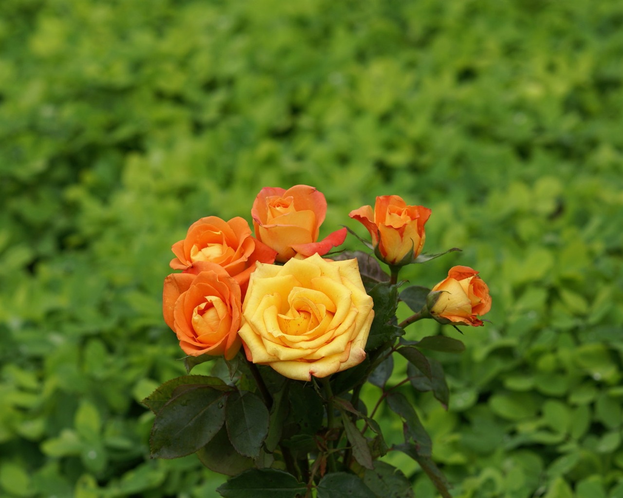 Rose Foto tapety (8) #10 - 1280x1024
