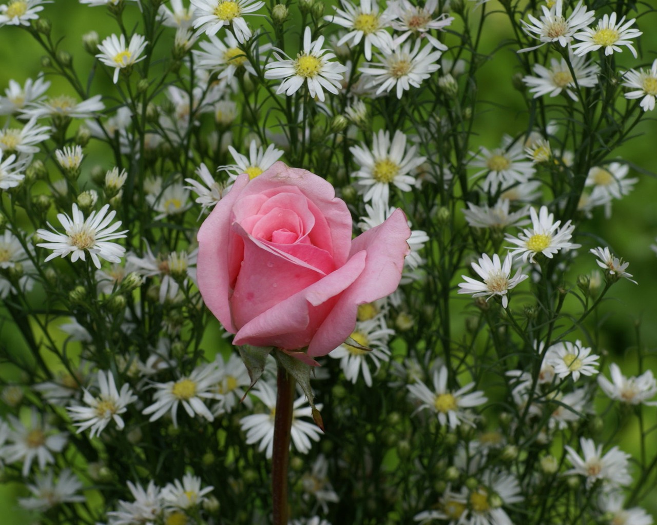 Rose Foto tapety (8) #12 - 1280x1024