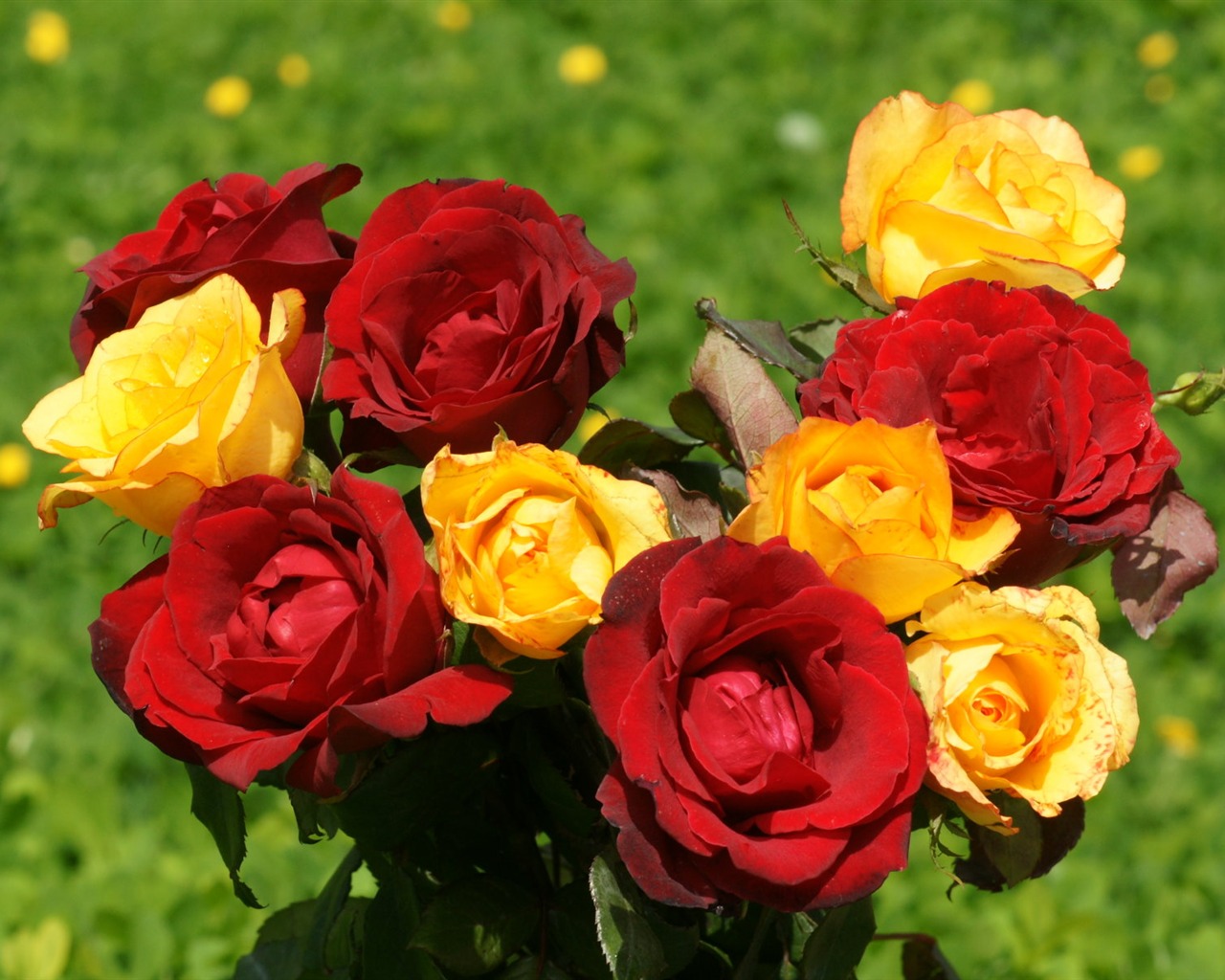 Rose Foto tapety (9) #3 - 1280x1024