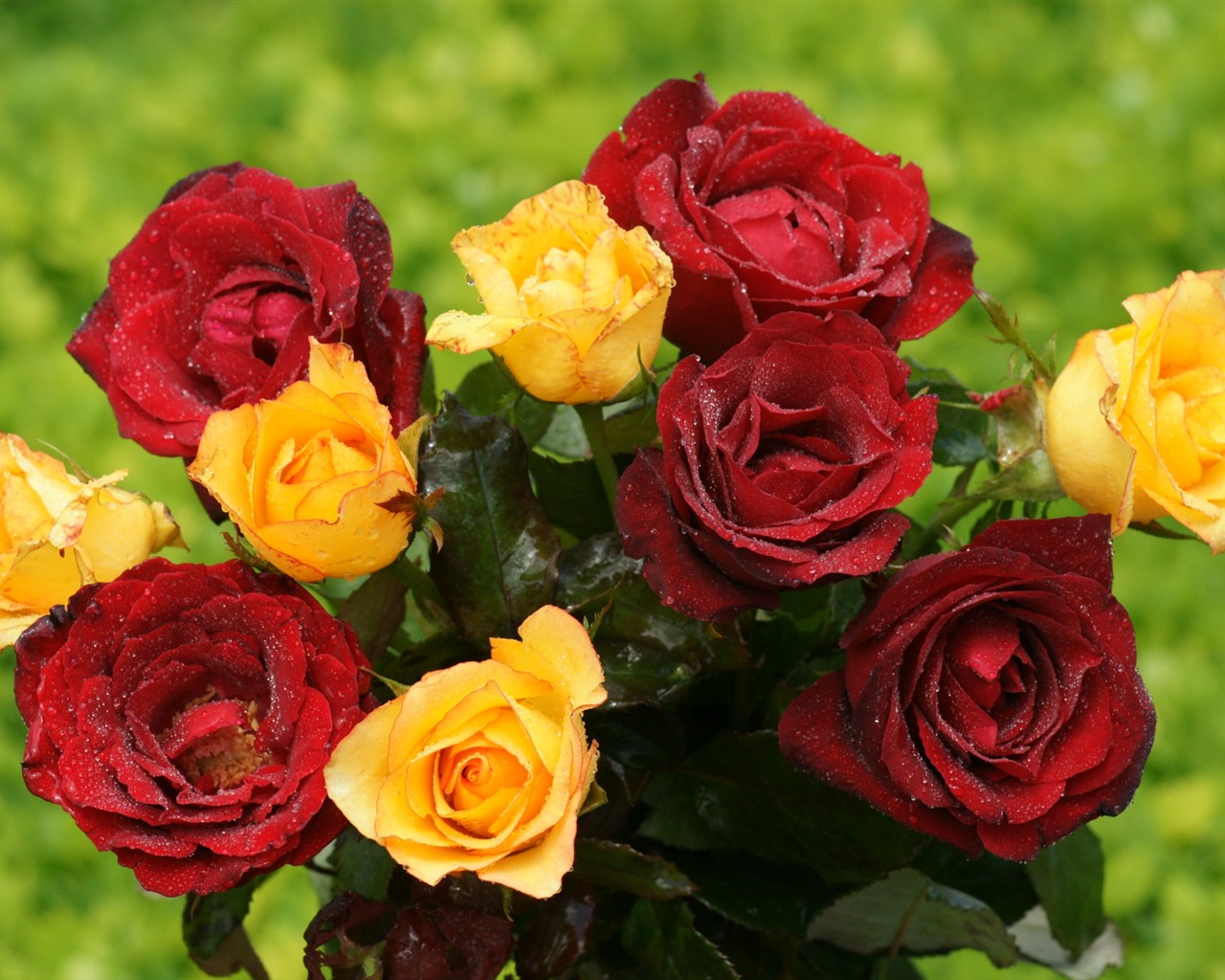Rose Foto tapety (9) #4 - 1280x1024